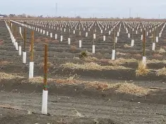 2 x 8 Round Doug Fir Tree Stake, with ACZA